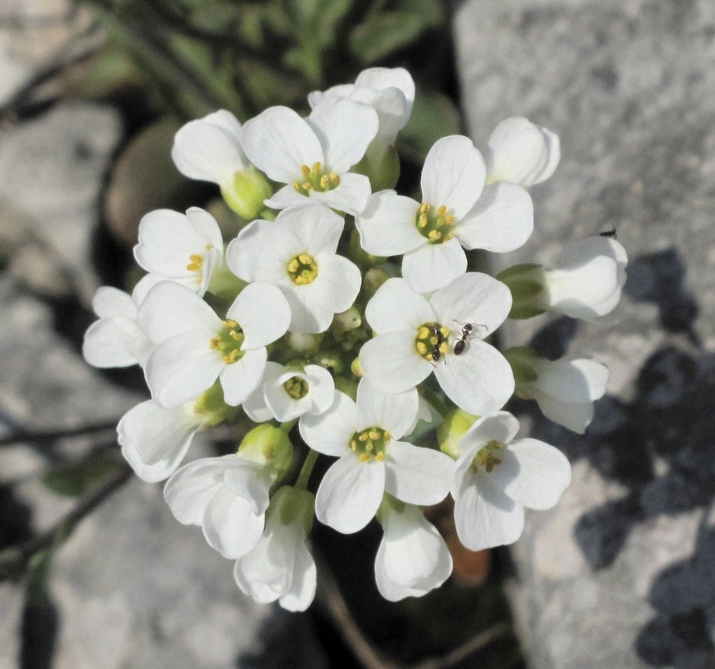 Noccaea montana